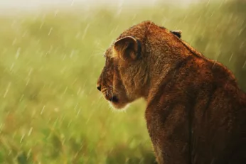 lluvia indispensable en diversidad animal