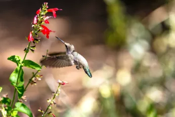 santuario de colibries