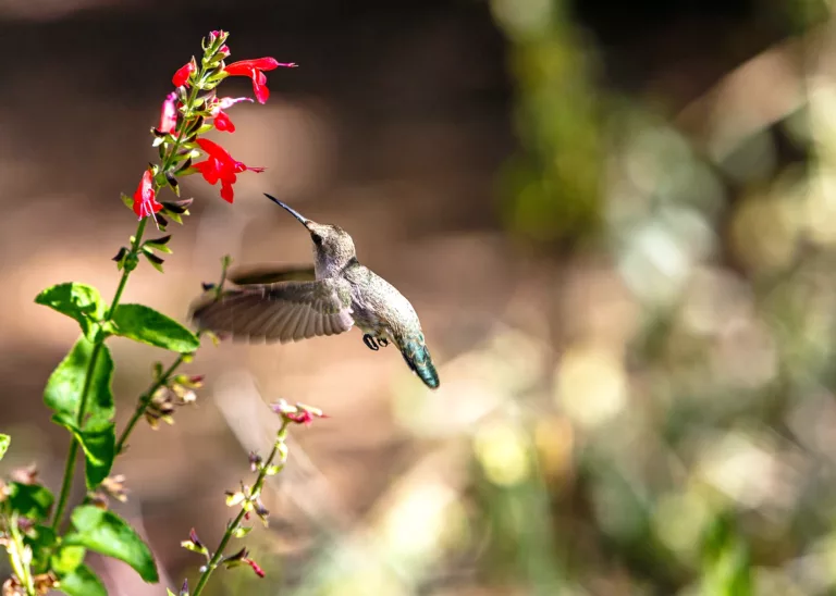 santuario de colibries