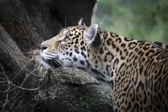 santuario para salvar al jaguar