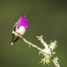 La diversidad en colibríes de México abarca 59 especies, 13 de ellas endémicas.