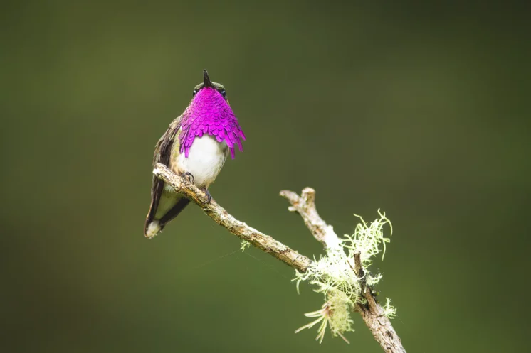 La diversidad en colibríes de México abarca 59 especies, 13 de ellas endémicas.